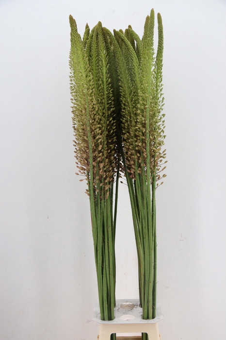 <h4>EREMURUS MACARENA</h4>