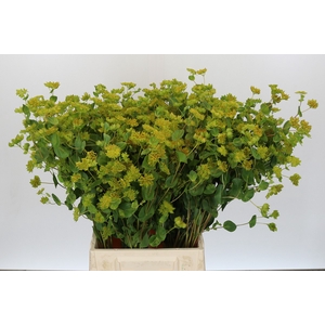 Bupleurum Griffithii