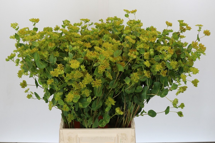 <h4>Bupleurum Griffithii</h4>