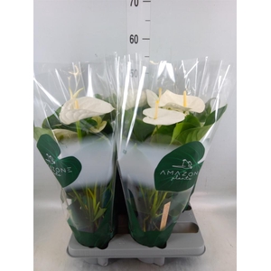 Anthurium andr. 'Samora'