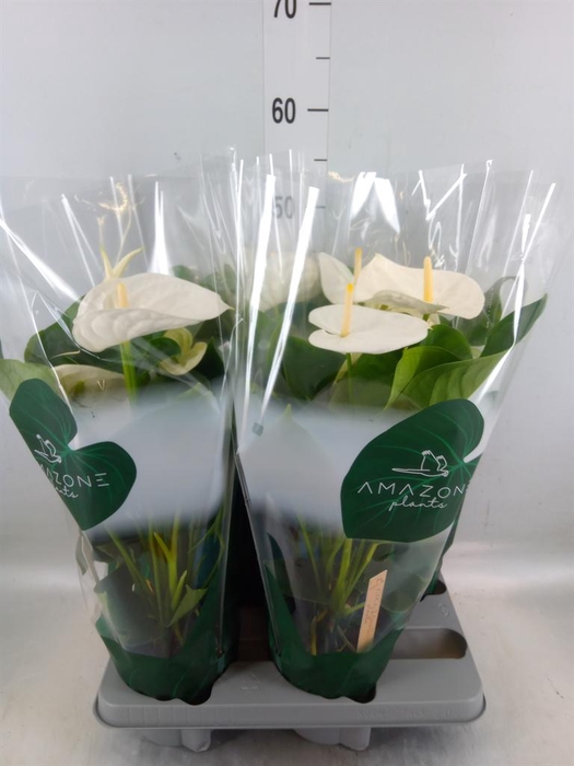 <h4>Anthurium andr. 'Samora'</h4>