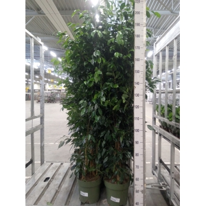 Ficus benja. 'Danielle'