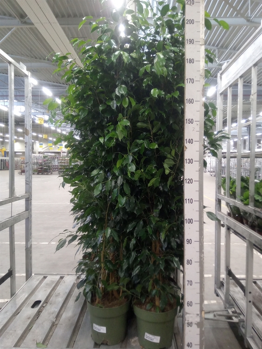 <h4>Ficus benja. 'Danielle'</h4>