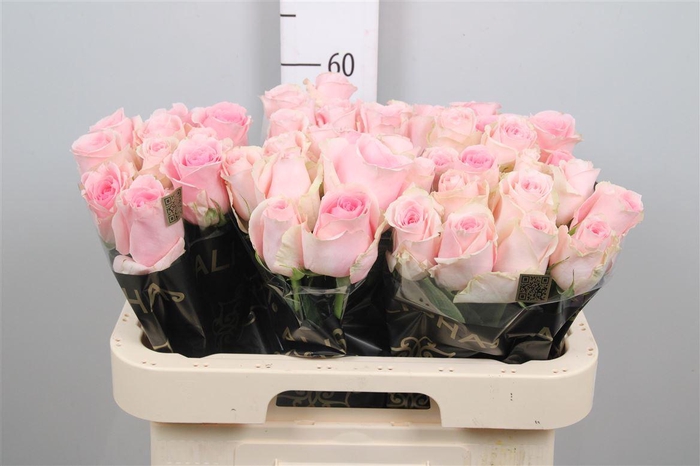 <h4>R Gr Candy Girl</h4>