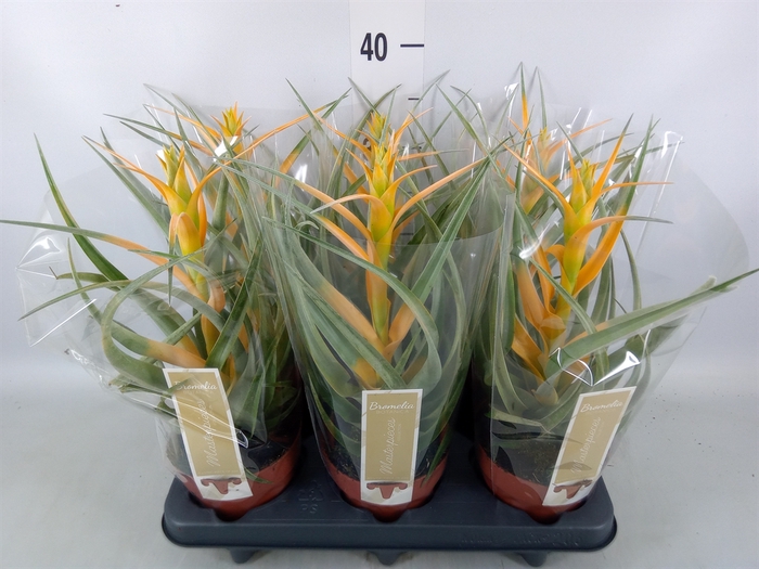 <h4>Tillandsia</h4>