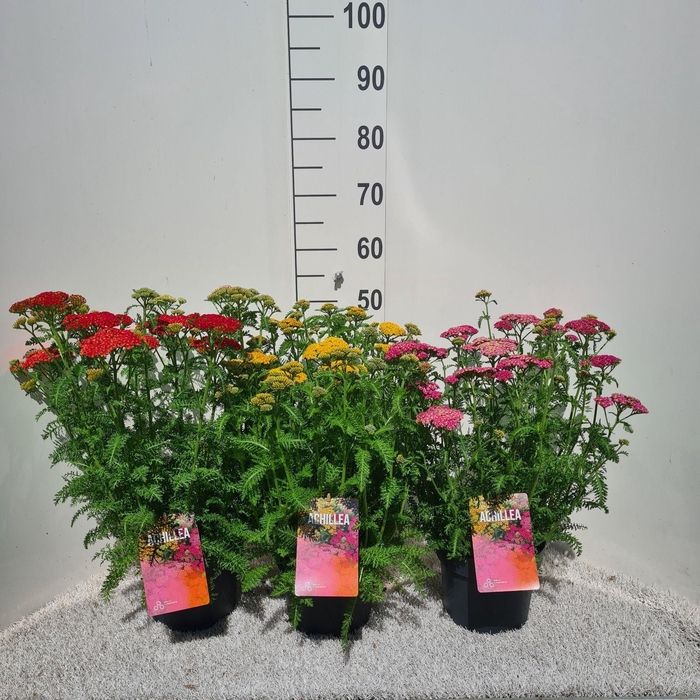 <h4>Achillea Skysail Mix P19</h4>