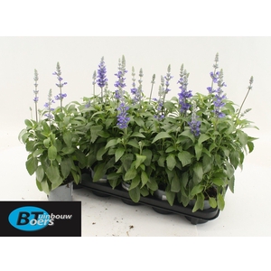 Salvia Fa Velocity