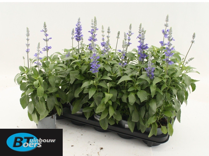 <h4>Salvia Fa Velocity</h4>