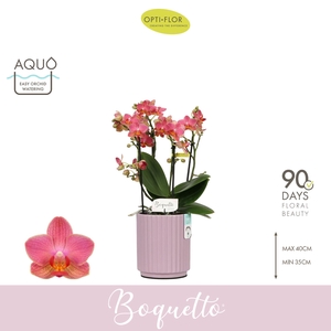 Boquetto Charme 3-5 spike in Molise Lilac Aquo