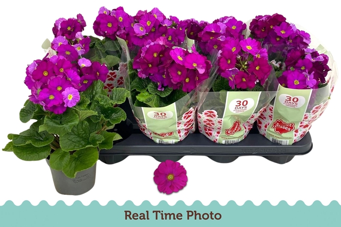 <h4>PRIM OB TM VIOLET</h4>