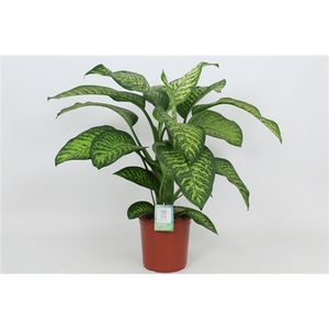 Purify Dieffenbachia Tropic Jewel 24 cm