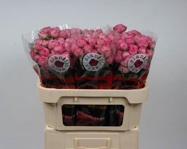 <h4>ROSA TR 'GISELLE'</h4>