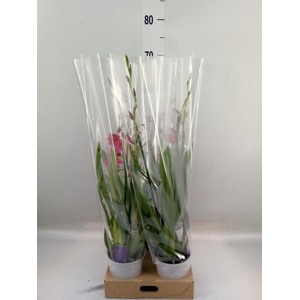 Burrageara  'Nelly Isler'