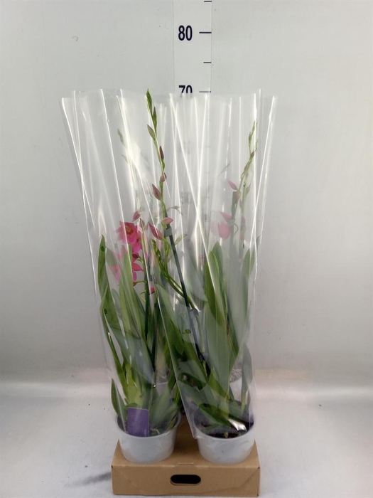 <h4>Burrageara  'Nelly Isler'</h4>