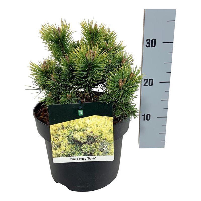 <h4>Pinus mugo 'Ophir'</h4>