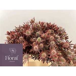 Eryn Pl Ov Klb H% Red