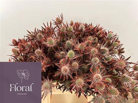 <h4>Eryn Pl Ov Klb H% Red</h4>