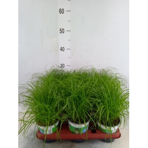 Cyperus alternifolius 'Zumula'