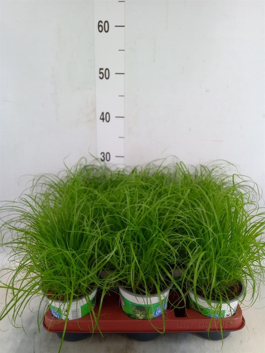 <h4>Cyperus alternifolius 'Zumula'</h4>