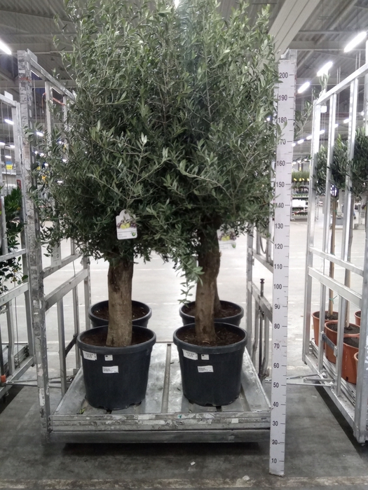 <h4>Olea europaea</h4>