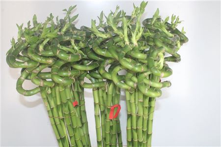 <h4>Drac S Lucky Bamboo</h4>