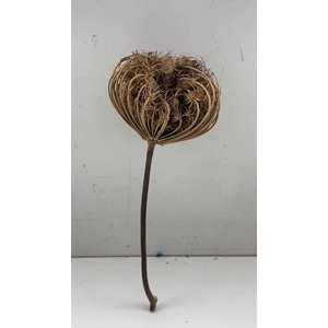 Dried Dille Zaaddoos Big Head With Stem P/st