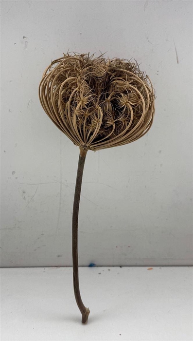 <h4>Dried Dille Zaaddoos Big Head With Stem P/st</h4>