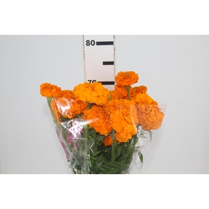 TAGETE MARIGOLD BONANZA DEEP ORANGE 070 CM
