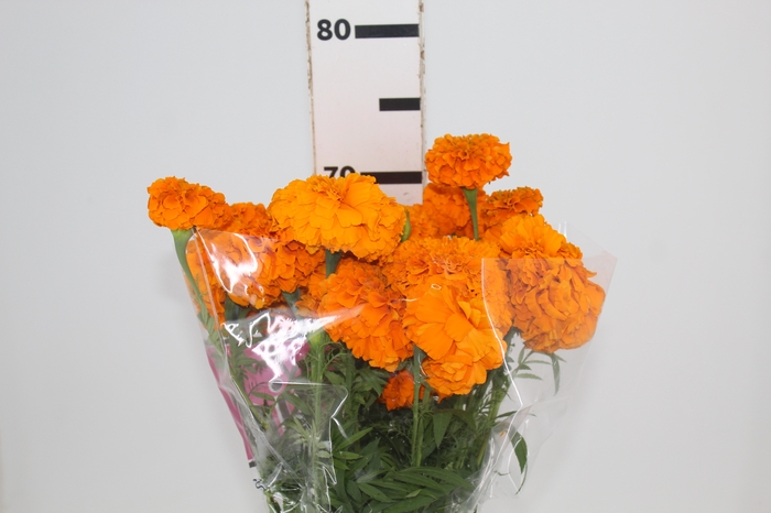 <h4>TAGETE MARIGOLD BONANZA DEEP ORANGE 070 CM</h4>