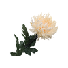 Chrysant Deco Light Apricot