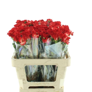 Di Tr Simply Sun Orange Extra