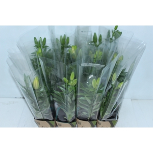 LIRIO VARIADO P12 QUADRADO