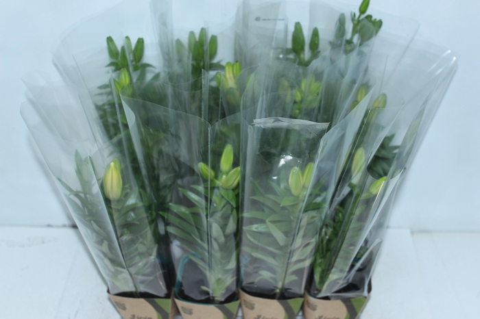 <h4>LIRIO VARIADO P12 QUADRADO</h4>