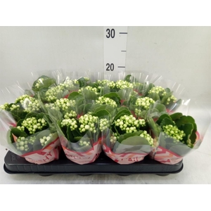 Kalanchoe blos. 'Calandiva Whites'