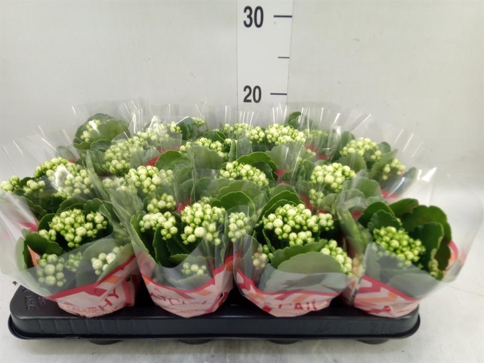 <h4>Kalanchoe blos. 'Calandiva Whites'</h4>