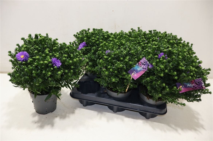 <h4>Aster D Al D Purp La</h4>