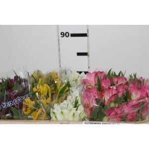 ALSTROEMERIA VARIADO 080 CM