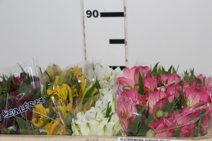 <h4>ALSTROEMERIA VARIADO 080 CM</h4>