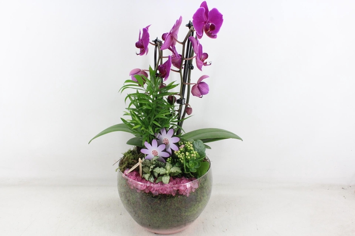 <h4>arr2 PL - Glas Henrik phal. lila V2</h4>