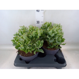 Crassula arborescens 'Curly'