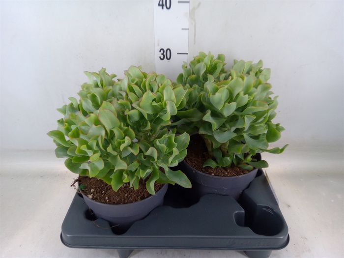 <h4>Crassula arborescens 'Curly'</h4>