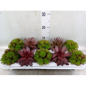 Sempervivum   ...
