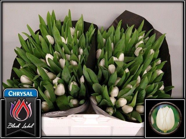 <h4>TU EN ROYAL VIRGIN</h4>