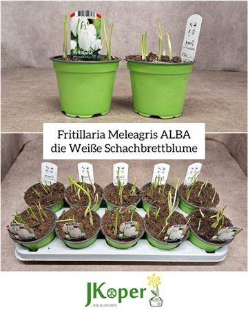 <h4>Fritillaria Meleagri Alba</h4>