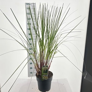 Cortaderia selloana 'Pumila'