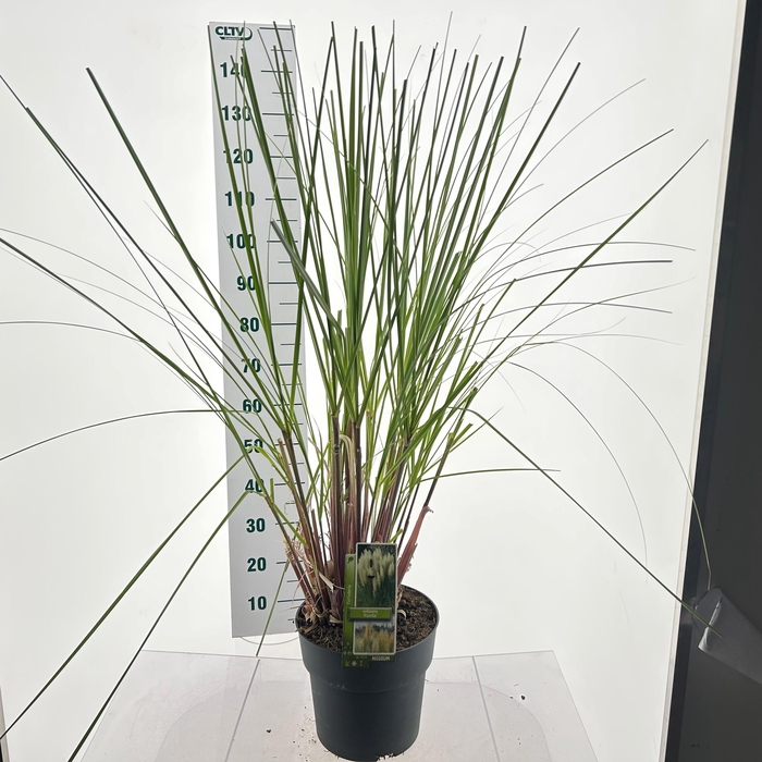 <h4>Cortaderia selloana 'Pumila'</h4>