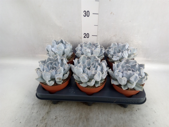 Echeveria lilacina 'Thriller Pearl'