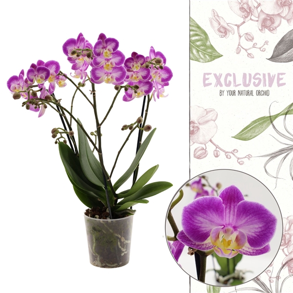 <h4>Flower Symphony | Sunca Pula | Phalaenopsis 3 spike</h4>
