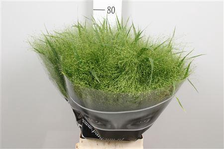 <h4>Panicum Fountain</h4>