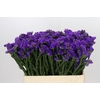 Limonium Sinuatum Navy Sun Birds